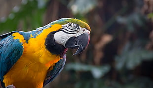 close-up photography of Blue-and-yellow macaw HD wallpaper