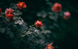 red roses selective-focus photography