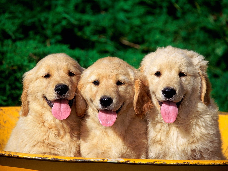 selective focus photography of three long-coated tan puppies HD wallpaper