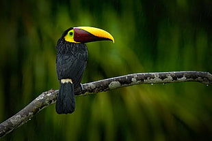 black and yellow bird, animals, birds