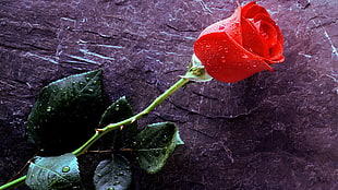 red rose, flowers, rose, water drops