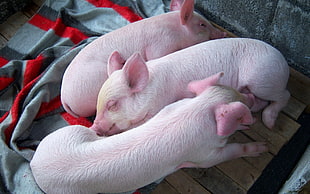three piglets in close up photo