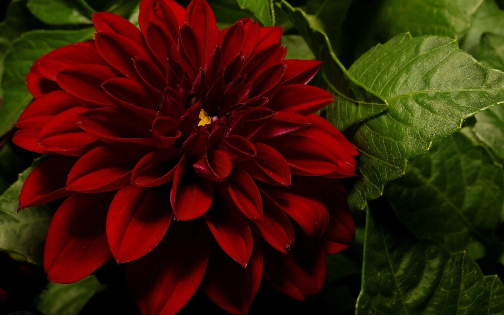 Red Dahlia closeup photography HD wallpaper | Wallpaper Flare