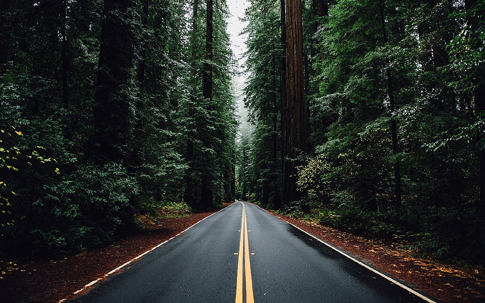 road between pine trees HD wallpaper