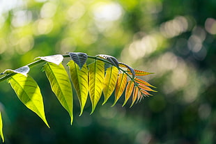 shallow focus photography of green-leaf plant