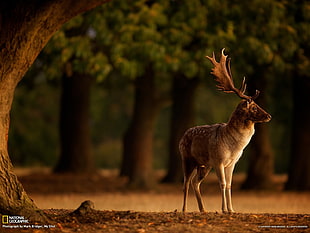 brown Moose, deer, trees, blurred, depth of field