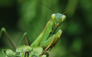 close up photo of Praying Mantis HD wallpaper