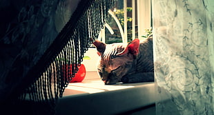 cat sleeping on window HD wallpaper