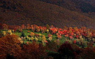 green and orange field near hills HD wallpaper