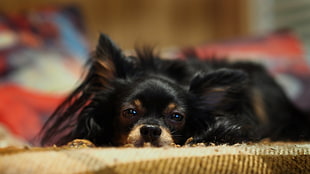 closeup photography of adult longhaired Chihuahua HD wallpaper