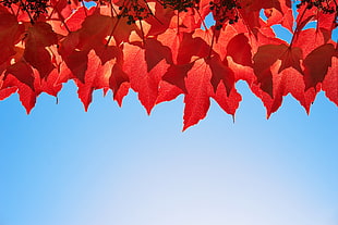 red leaf plant lined-up