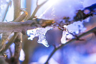 ice shards on the gray tree branch HD wallpaper