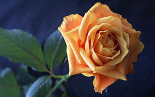 orange rose