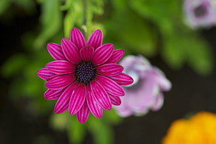 selective focus photo of pink-petaled flower