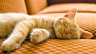 cat sleeping on sofa HD wallpaper