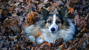 long-coated white and tan dog