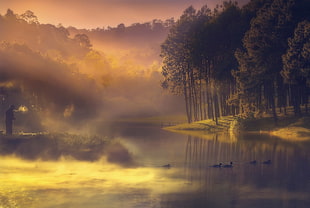 forest near body of water painting, landscape