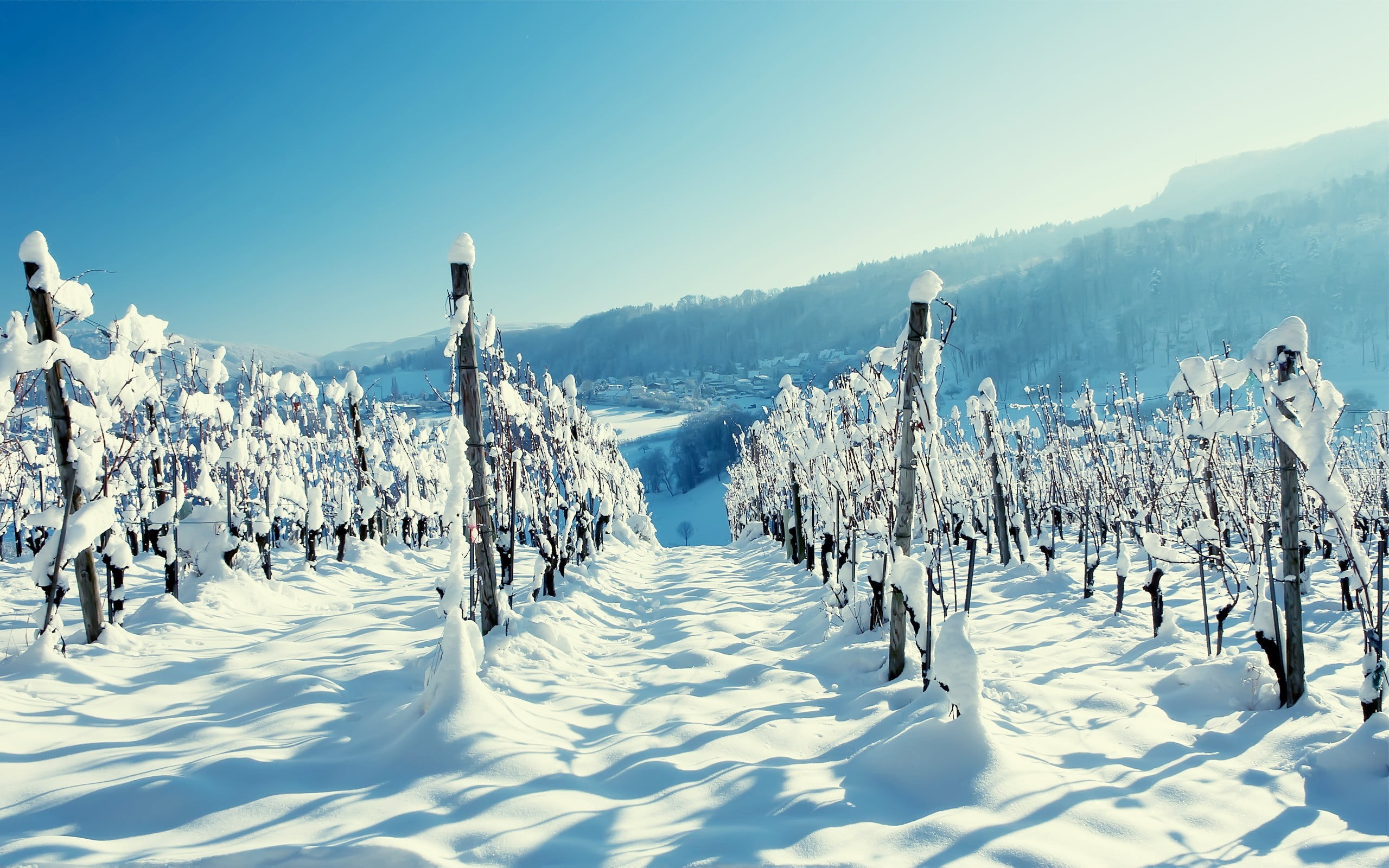 snow field, landscape, winter, snow