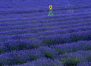 purple Lavender flower field HD wallpaper
