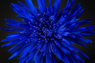 blue spider mums, Flower, Petals, Bud HD wallpaper