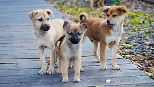 three short-coated puppies on wooden dock HD wallpaper