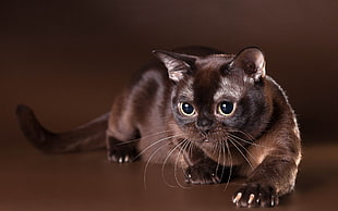 short-fur black cat, cat HD wallpaper