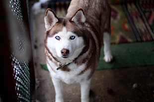 brown Siberian Husky dog