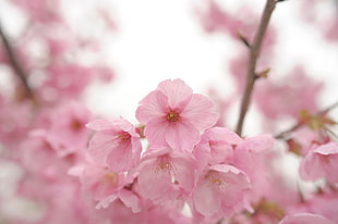 close up photo pink 5-crusted petaled flower HD wallpaper