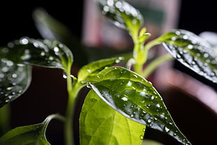 macro photography of green leaf plant