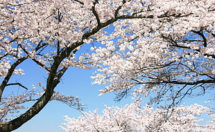 cherry blossom tree photography