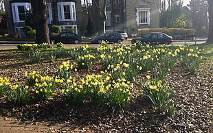 yellow Daffodil flowers at daytime