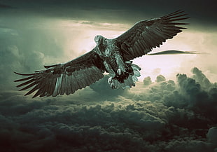 brown and black eagle in flight with background of clouds