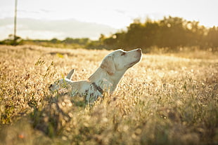 yellow Labrador Retriever with puppy in green grass during daytime