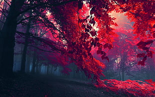 red leafed trees, forest, trees, fall HD wallpaper
