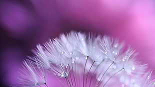 white dandelion flower, closeup, plants, flowers