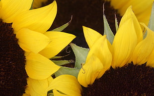 sunflower lot