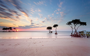 landscape photography of seashore with green leaf trees