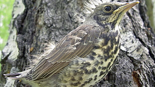 juvenile thrush bird HD wallpaper