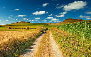 brown hays on brown and green grass field at daytime