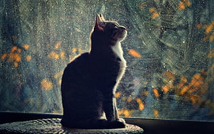 brown tabby cat beside glass window during daytime HD wallpaper
