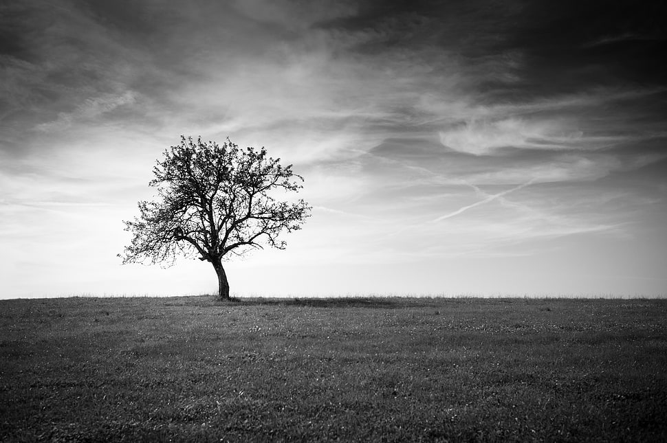 grayscale photo of bare tree HD wallpaper