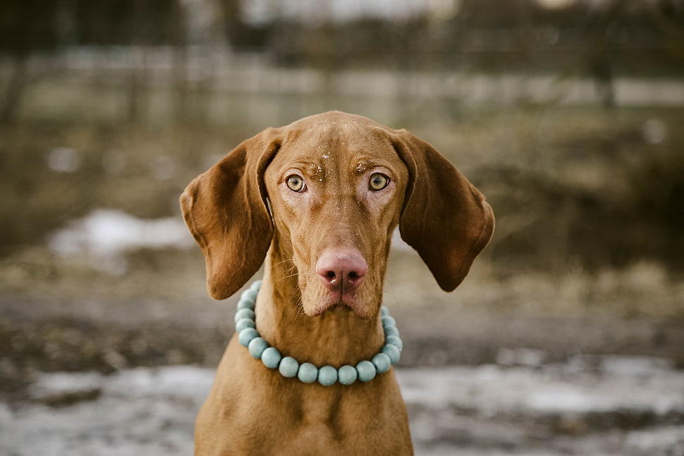 adult tan Vizsla close-up photo during daytime HD wallpaper