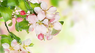 pink Apple Blossoms in bloom at daytime HD wallpaper
