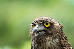 selective focus photography of bird, brown fish owl, sri lankan HD wallpaper