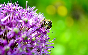 macro photography of honey bee collecting nectar from purple petaled flower HD wallpaper