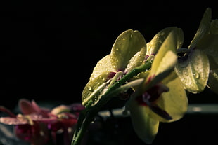 green leafed plant, Flower, Petals, Drops