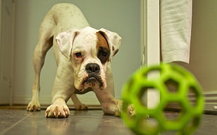 short-coated white and brown dog, animals, baby animals, dog, ball