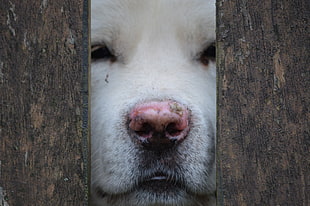 white dog, dog HD wallpaper