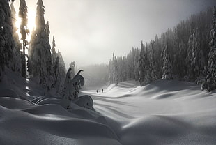 snow covered ground and trees under cloudy sky, snowy, cypress provincial park