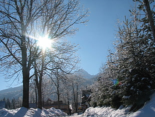 leafless trees under blue clear sky